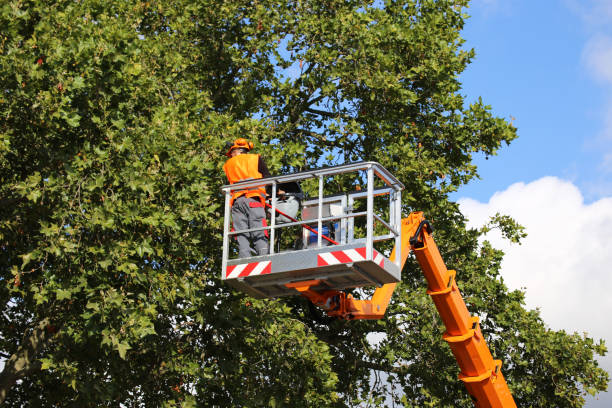 Best Emergency Tree Removal  in Midland, WA